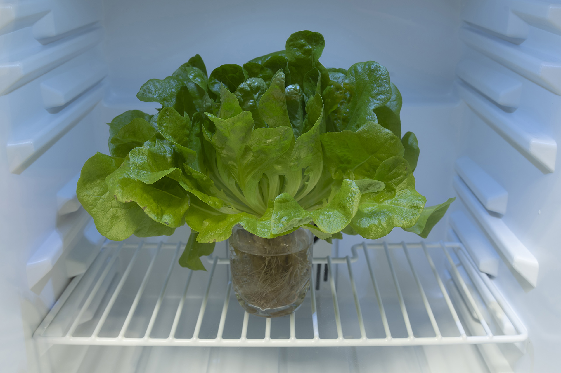 Náš aquaponický salát je živý. Vydrží svěží až 22 krát déle